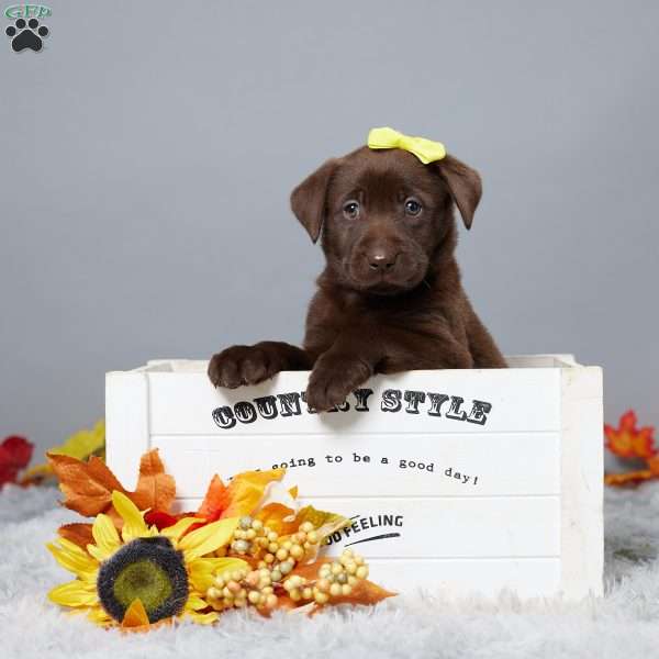 Heather, Chocolate Labrador Retriever Puppy